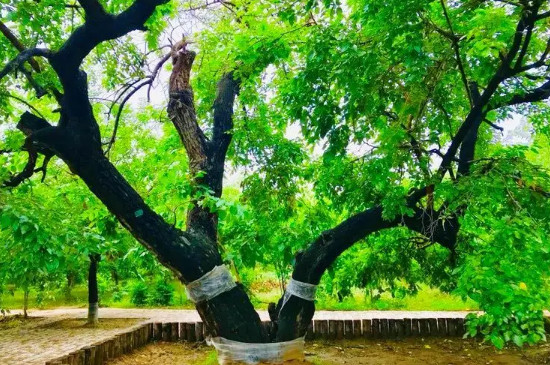 桑树可以种在家门口吗