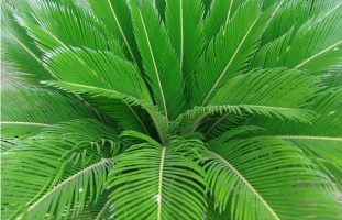 苏铁叶片发黄:应该剪去这些黄叶