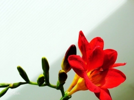 麦兰的养殖方法和注意事项:盆土积水会烂根