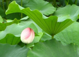 泽泻的功效与作用:要适量食用泽泻