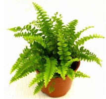 波士顿蕨的养殖方法:对水分要求严格