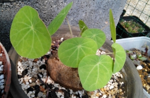 山乌龟的养殖方法:资深花友的养殖攻略,教您如何养好山乌龟