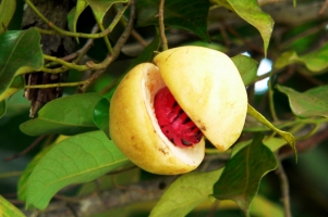 豆蔻的繁殖方法:种子繁殖和分株繁殖