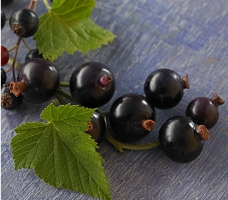 黑加仑是葡萄吗:黑加仑不是葡萄,而且跟葡萄没有任何关系