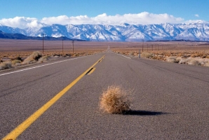 风滚草是什么:俄罗斯刺沙蓬,一年生草本植物。被称为草原“流浪汉”。