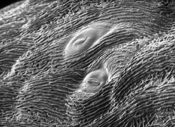 植物气孔 植物气孔