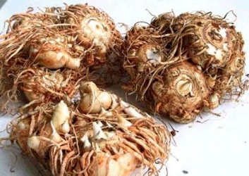 马蹄莲的种球 马蹄莲的种球