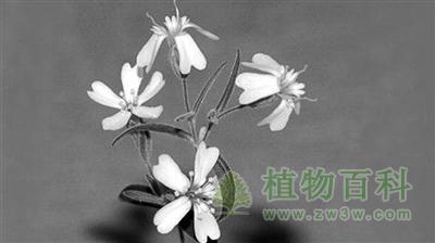 俄科学家种活古老植物 俄科学家种活古老植物