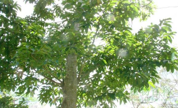 见血封喉 见血封喉