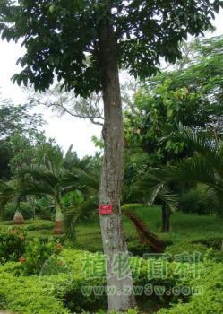 见血封喉 见血封喉