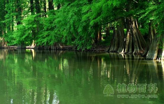 水杉 水杉
