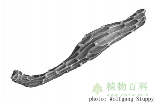 最小的植物种子 最小的植物种子