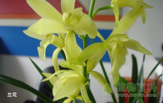 远古人类对花的意识 远古人类对花的意识