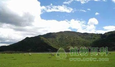 草甸草原 草甸草原