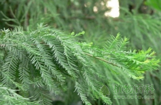 孑遗植物 孑遗植物