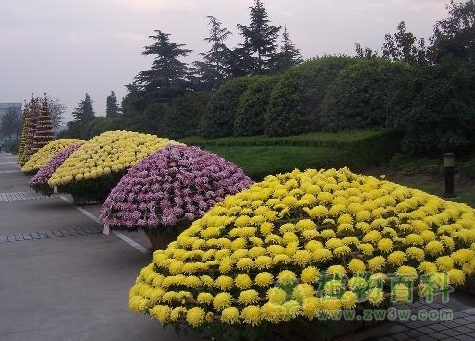 造型菊:大立菊 造型菊:大立菊