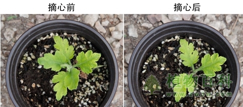 菊花养护锦囊之摘心 菊花养护锦囊之摘心