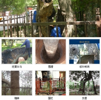 古树复壮 古树复壮