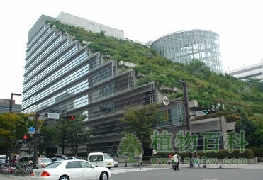 屋顶绿化成流行趋势 屋顶绿化成流行趋势