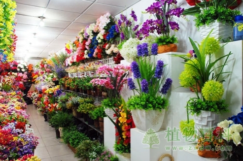 节日慎选“洋花草” 节日慎选“洋花草”