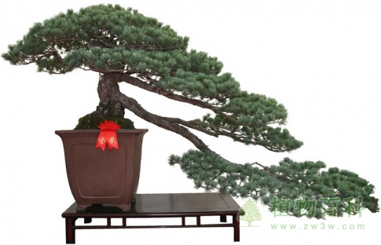 树桩盆景剪枝四法 树桩盆景剪枝四法