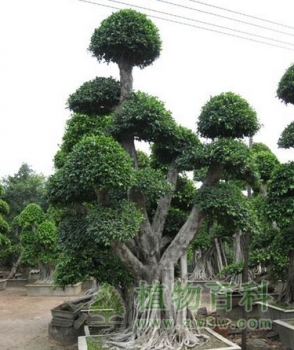 树桩盆景剪枝四法 树桩盆景剪枝四法