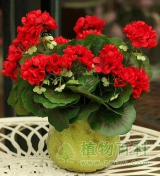 天竺葵 天竺葵
