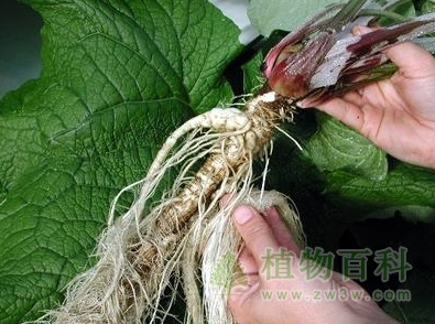 促进植物根系生长的因子是什么? 促进植物根系生长的因子是什么?