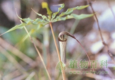 会改变性别的植物 会改变性别的植物