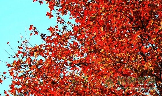 会改变性别的植物 会改变性别的植物