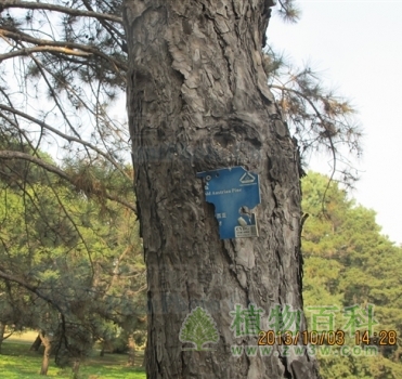 南欧黑松 南欧黑松