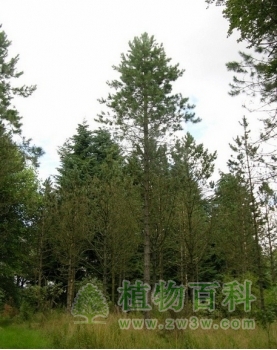 南欧黑松 南欧黑松