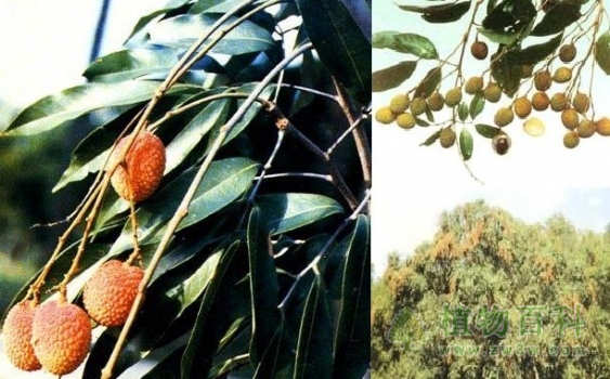 野生荔枝 野生荔枝