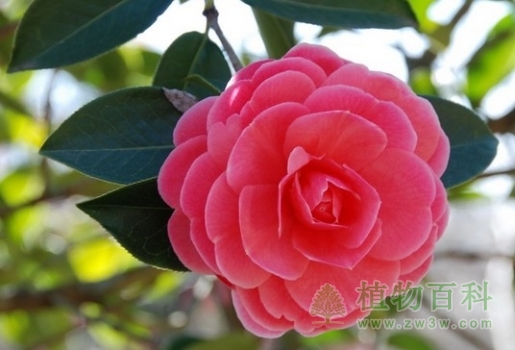 云南山茶花 云南山茶花