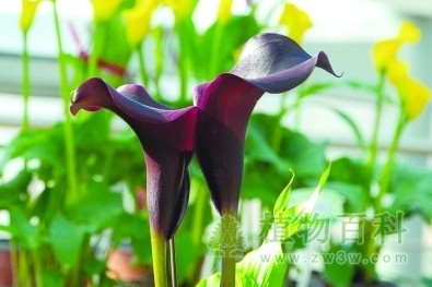 黑色马蹄莲 黑色马蹄莲