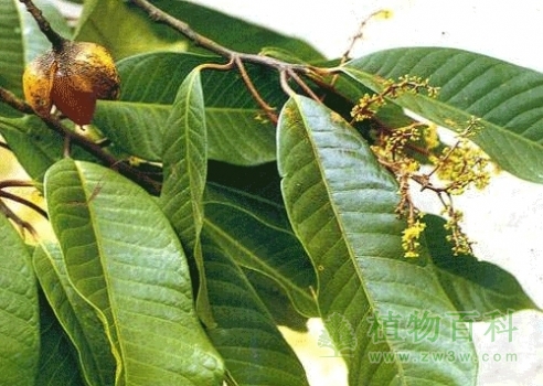 滇南风吹楠 滇南风吹楠