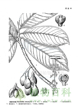 滇南风吹楠 滇南风吹楠