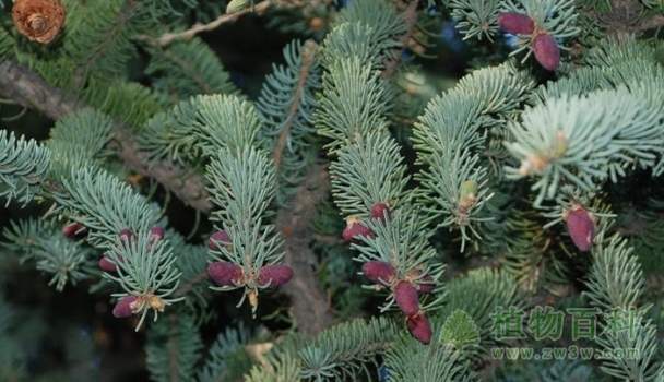 红皮云杉 红皮云杉