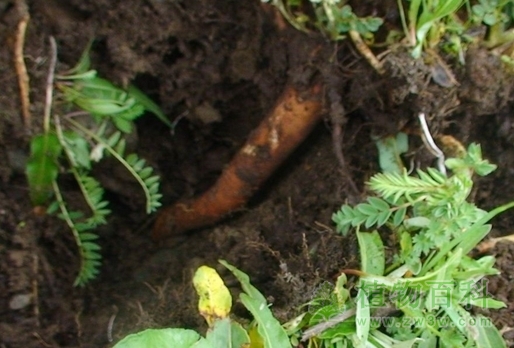 黄芪的根部 黄芪的根部