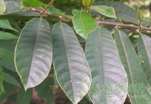 见血封喉 见血封喉