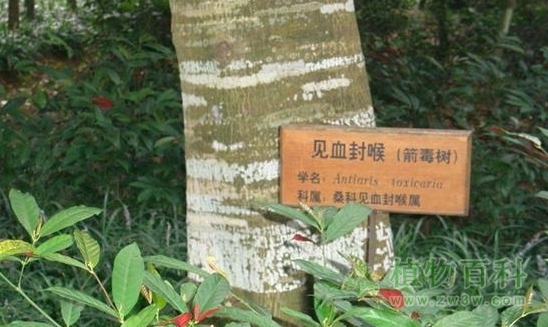 见血封喉 见血封喉