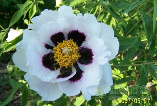 紫斑牡丹 紫斑牡丹