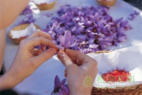 手工采摘番红花 手工采摘番红花