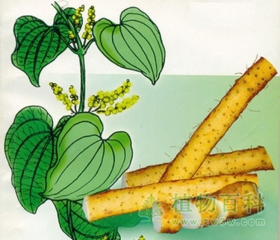 山药的功效与作用 山药的功效与作用