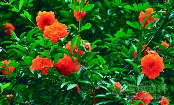 石榴花期图 石榴花期图