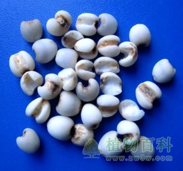 薏米的功效与作用 薏米的功效与作用