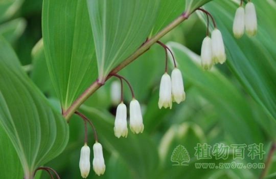 玉竹的植物形态 玉竹的植物形态