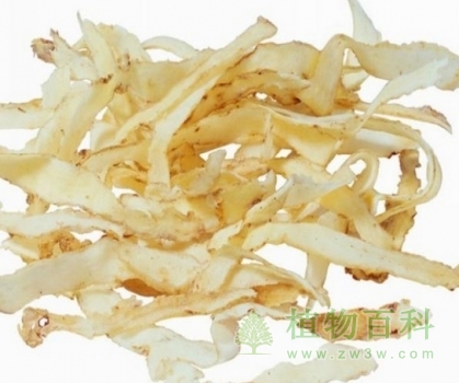 药用玉竹 药用玉竹