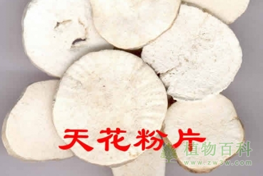 天花粉 天花粉
