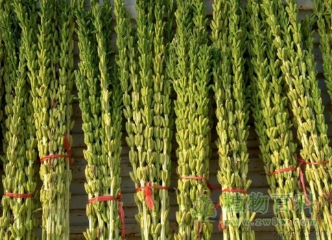 【芝麻种植】 【芝麻种植】